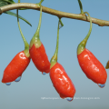 лучшие сушеные ягоды годжи wolfberry плодоовощ экспорта Маврикия